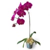 PURPLE PHALAENOPSIS ORCHID - POTTED ORCHID Online