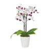 Purple & White Delight Orchid Plant Online