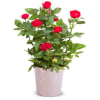 Radiant Red Rose Plant Online