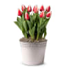 Radiant Red Tulip Bulb Garden Online