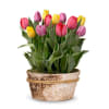 Rainbow Tulip Bulb Garden Online