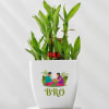 Rakhi Bamboo Plant for Bro Online