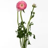 Ranunculus Aazur Pink (Bunch of 10) Online