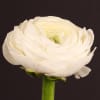 Ranunculus Amandine White (Bunch of 10) Online