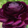 Ranunculus Asiaticus Elegance Violet (Bunch of 10) Online