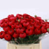 Ranunculus Cloni Extra Passion (Bunch of 10) Online