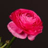 Ranunculus Cloni Extra Rosado (Bunch of 10) Online
