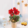 Red amaryllis in a pot with 2 Ferrero Rocher Online