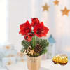 Red Amaryllis in a pot with 2 Ferrero Rocher Online
