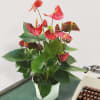 Red Anthurium Online