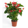 Red Anthurium Plant Online
