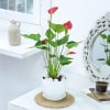 Gift Red Anthurium Plant With Planter