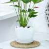 Buy Red Anthurium Plant With Planter