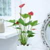 Shop Red Anthurium Plant With Planter