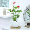 Red Anthurium Plant With Planter Online