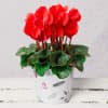 Red Cyclamen in Woodland Pot Online