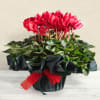 Red Cyclamen plant Online