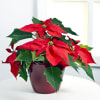 Red Poinsettia Online