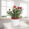 Red Rose in a pot Online