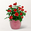 Red Rose in a pot Online