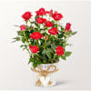 Red Rose in a zinc pot Online