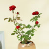 Shop Red Rose Wishes Plant