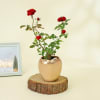 Red Rose Wishes Plant Online