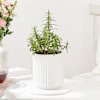 Gift Refreshing Rosemary Plant Gift