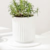 Shop Refreshing Rosemary Plant Gift