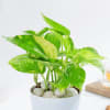 Gift Resilient Money Plant And Self Watering Planter