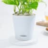 Buy Resilient Money Plant And Self Watering Planter