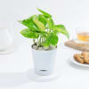 Shop Resilient Money Plant And Self Watering Planter