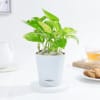 Resilient Money Plant And Self Watering Planter Online