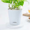 Buy Resilient Money Plant And Self Watering Planter