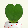 Gift Romantic Hoya Heart Plant with Planter