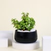 Gift Romantic Jade Plant