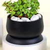 Buy Romantic Jade Plant with Love Tag