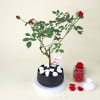Gift Romantic Red Rose Plant with planter