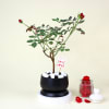 Buy Romantic Red Rose Plant with planter