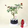 Romantic Red Rose Plant with planter Online