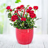 Romantic Valentine's Day Rose Plant Online