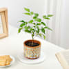 Shop Rooted Retreat Radermachera Plant Gift