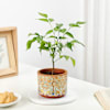 Gift Rooted Retreat Radermachera Plant Gift