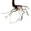 Roots (Bunch of 10) Online