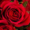 Buy Rose Bouquet Amore With Vase & 2 Ferrero Rocher