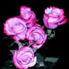 Rose Deep Purple (Bunch of 20) Online