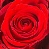 Gift Rose Heart Ti Amo