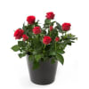 Rose Plant in a Gift Bag Online