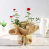 Gift Rose Plant in Jute Wrapping with Planter