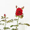 Buy Rose Plant in Jute Wrapping with Planter